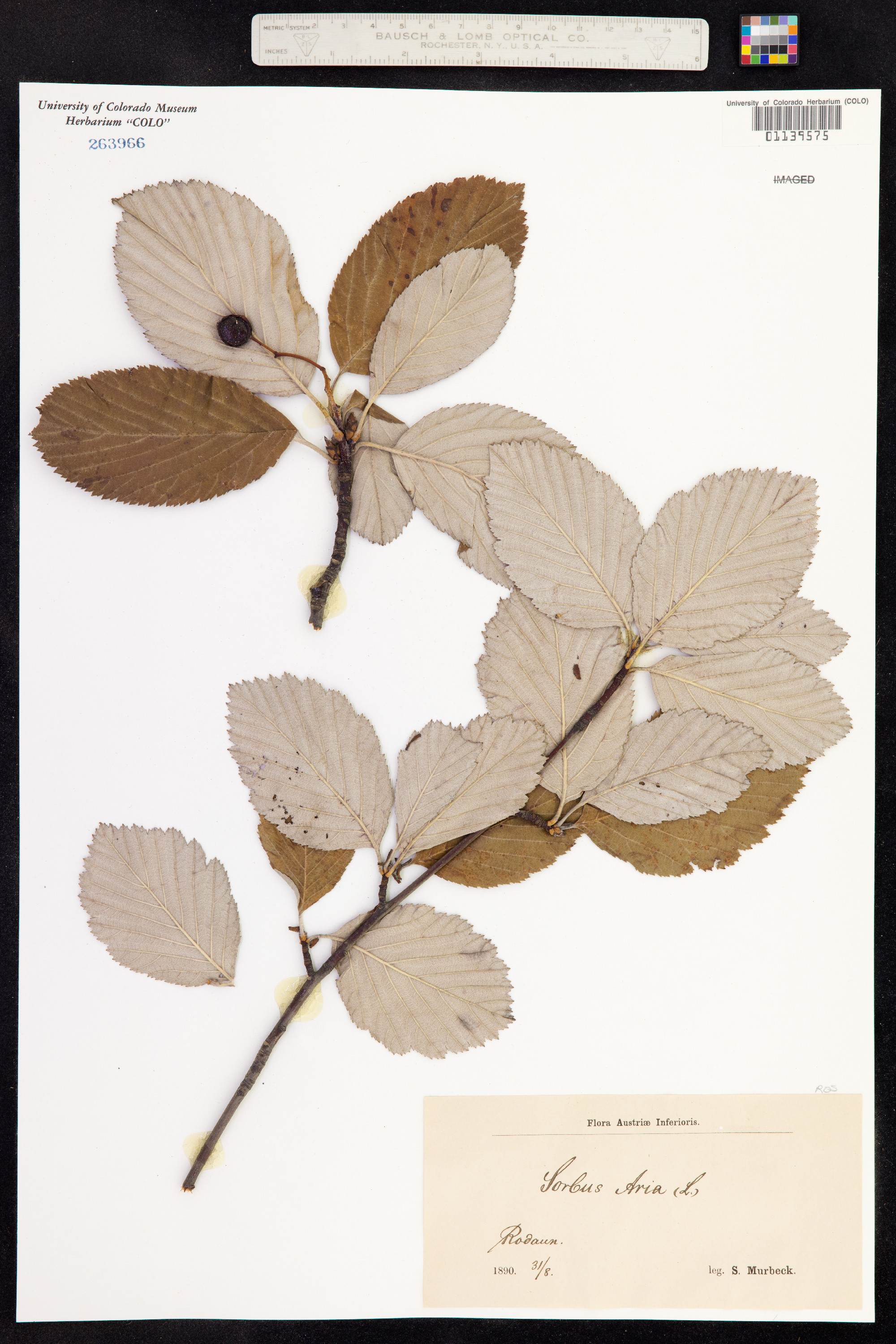 Sorbus aria image