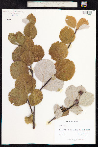 Sorbus aria image