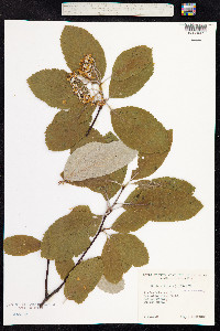 Sorbus aria image