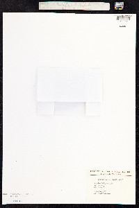 Sorbus aria image