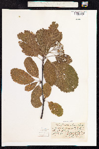 Sorbus aria image