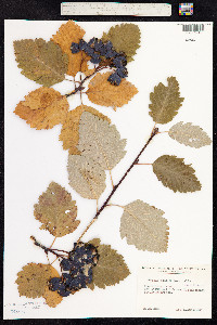 Sorbus aria image