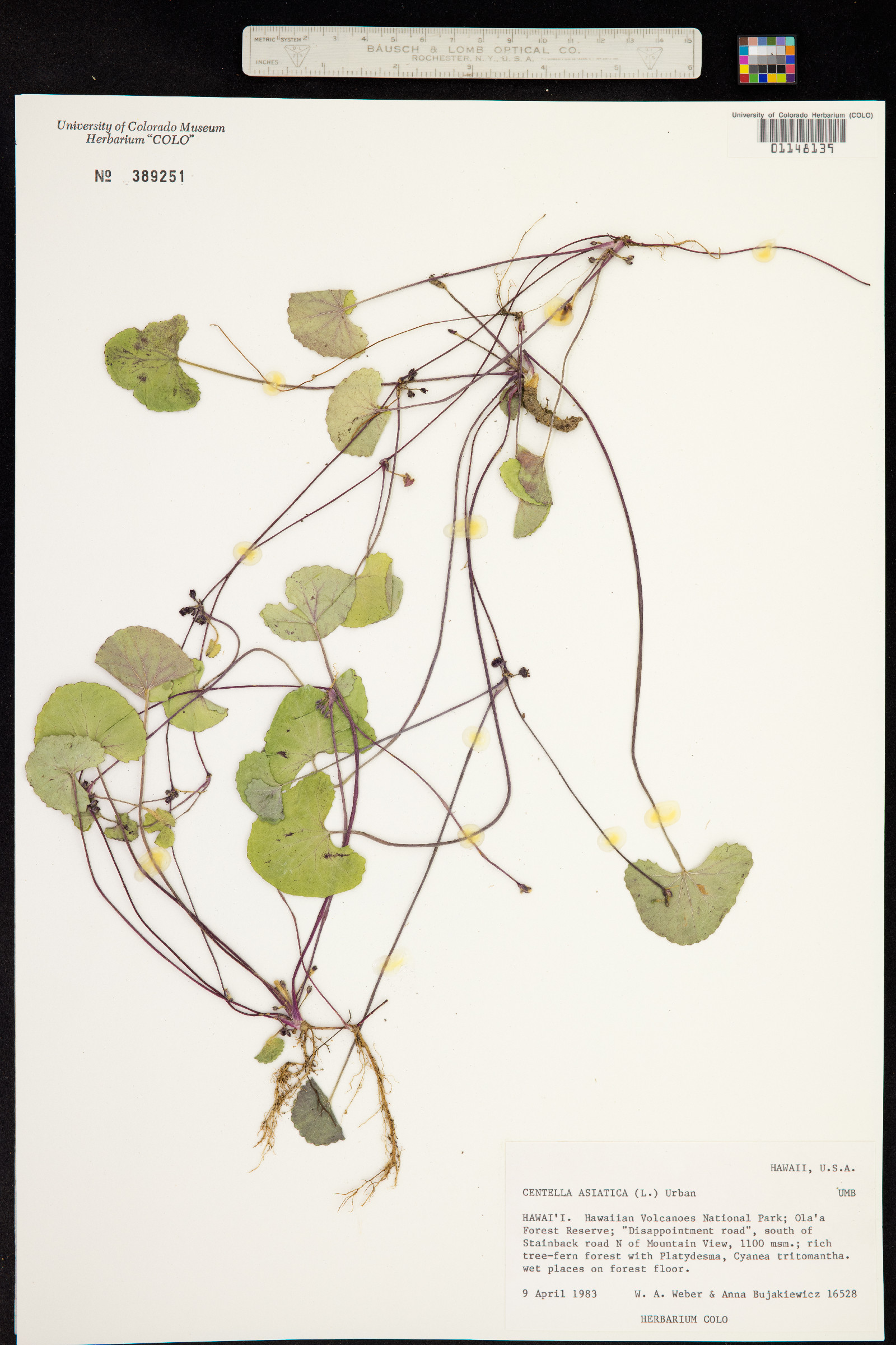 Centella asiatica image