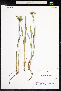 Eryngium gentryi image