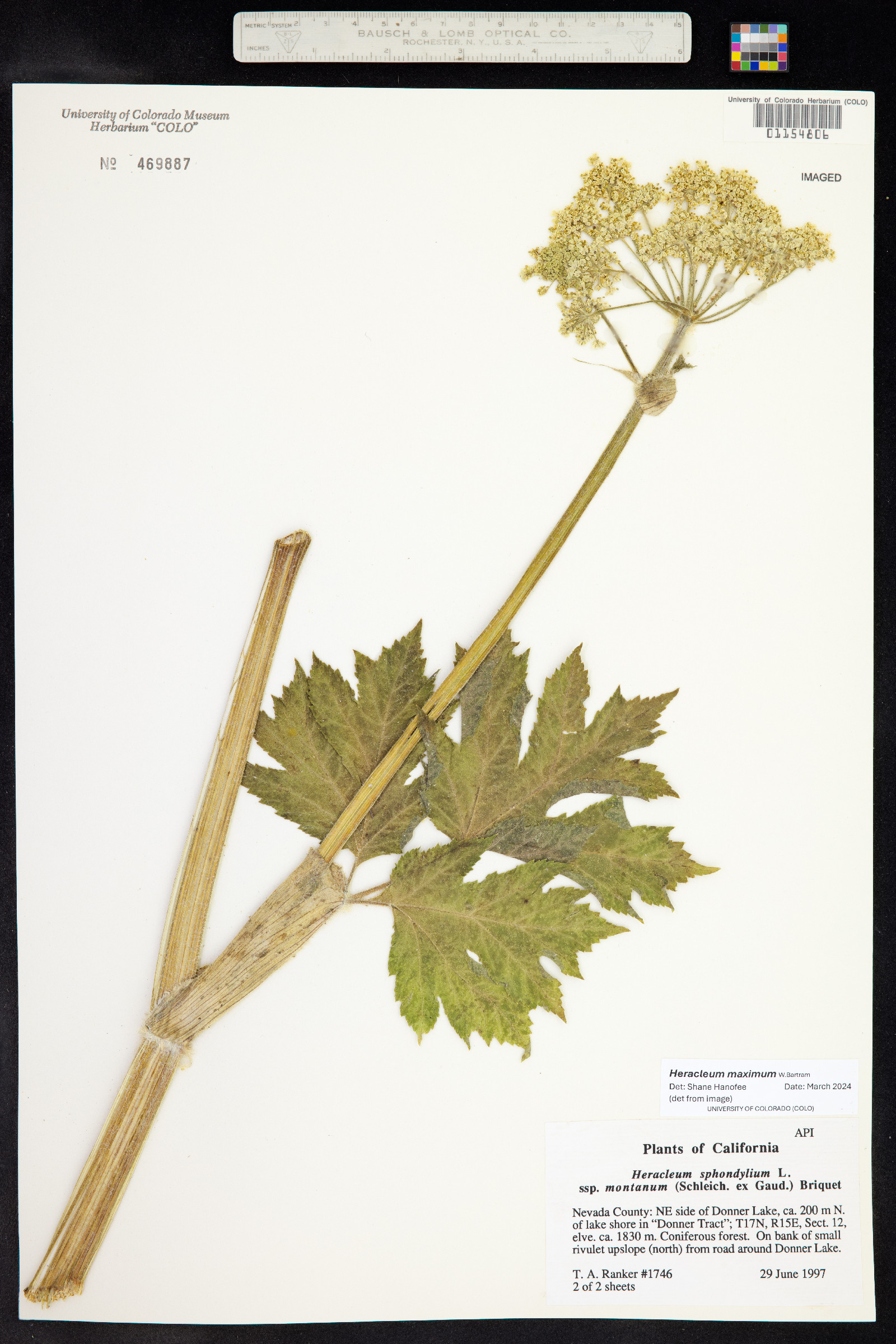 Heracleum sphondylium ssp. montanum image