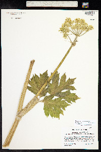 Heracleum sphondylium ssp. montanum image