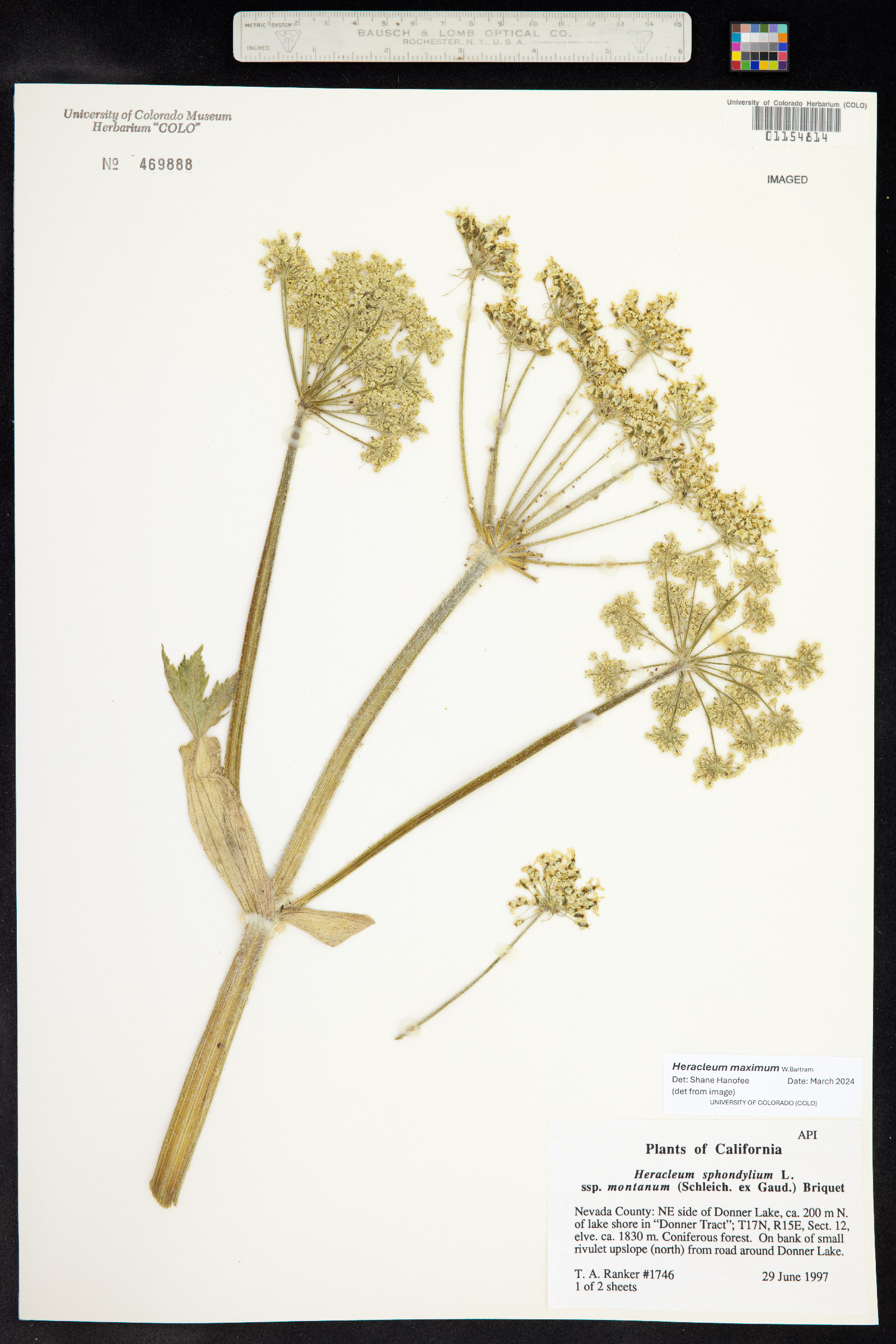 Heracleum sphondylium ssp. montanum image