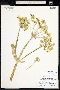 Heracleum sphondylium ssp. montanum image