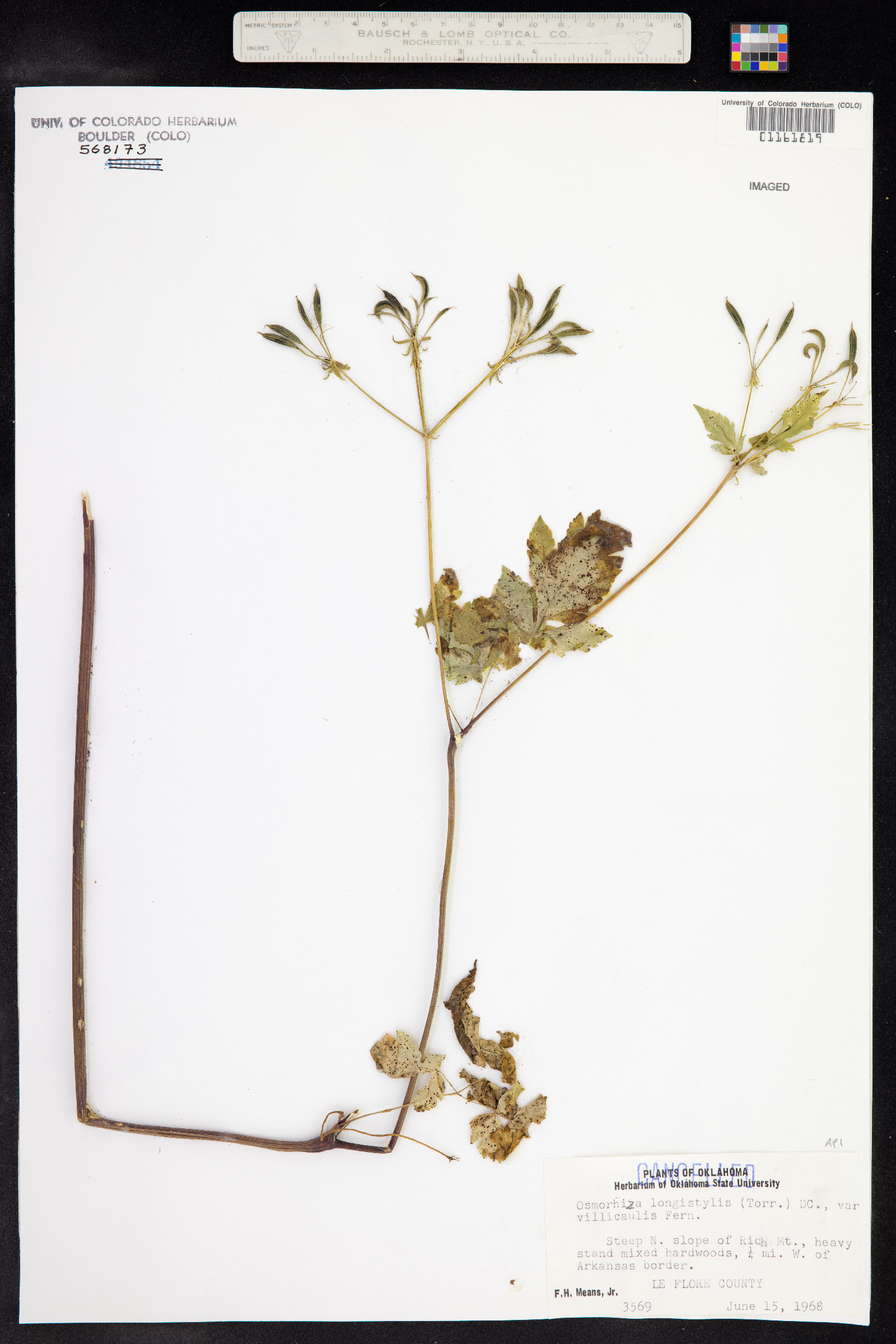 Osmorhiza longistylis image
