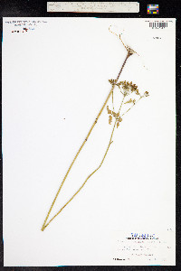 Thaspium barbinode image