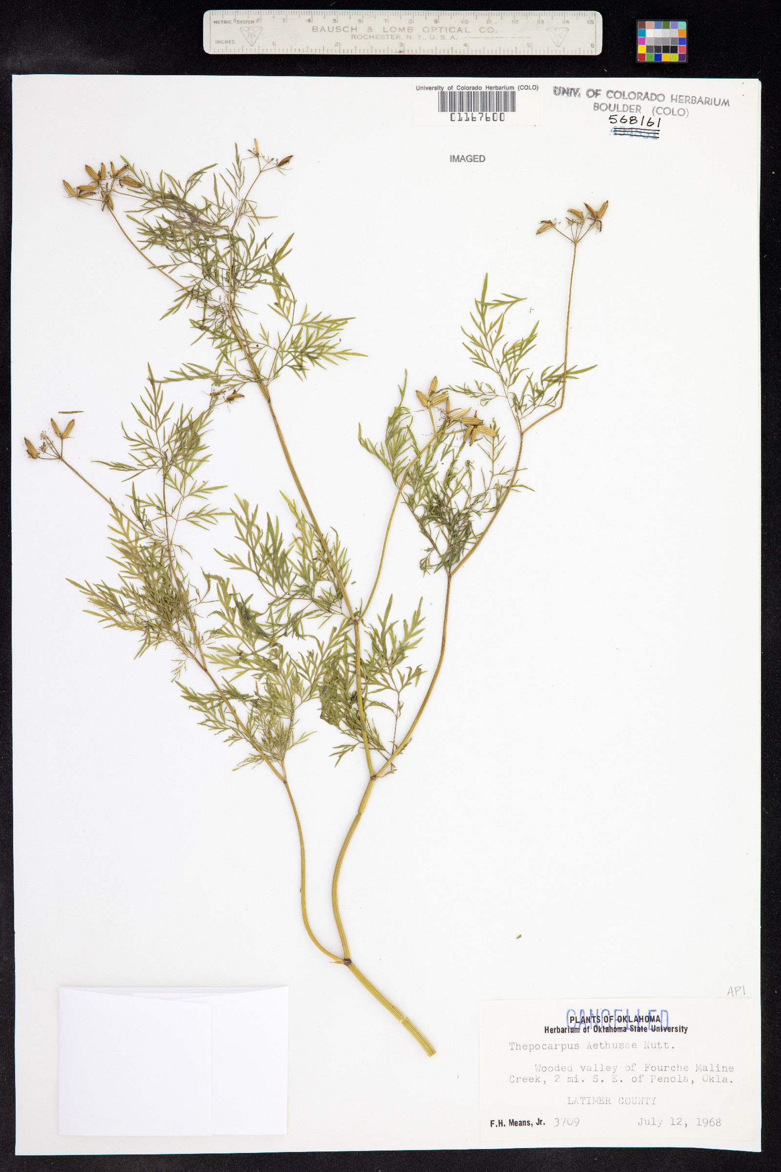 Trepocarpus aethusae image