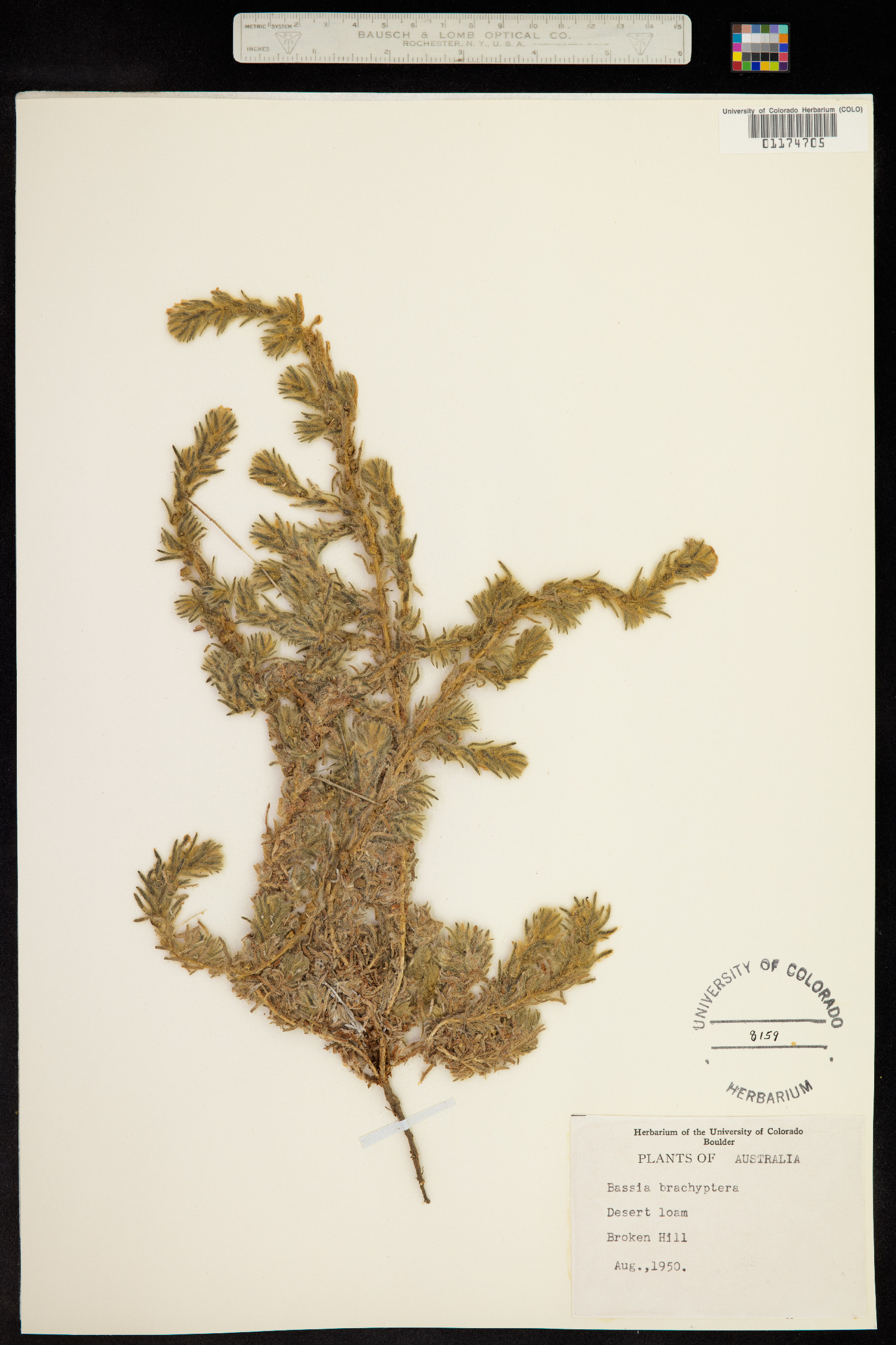 Sclerochlamys brachyptera image