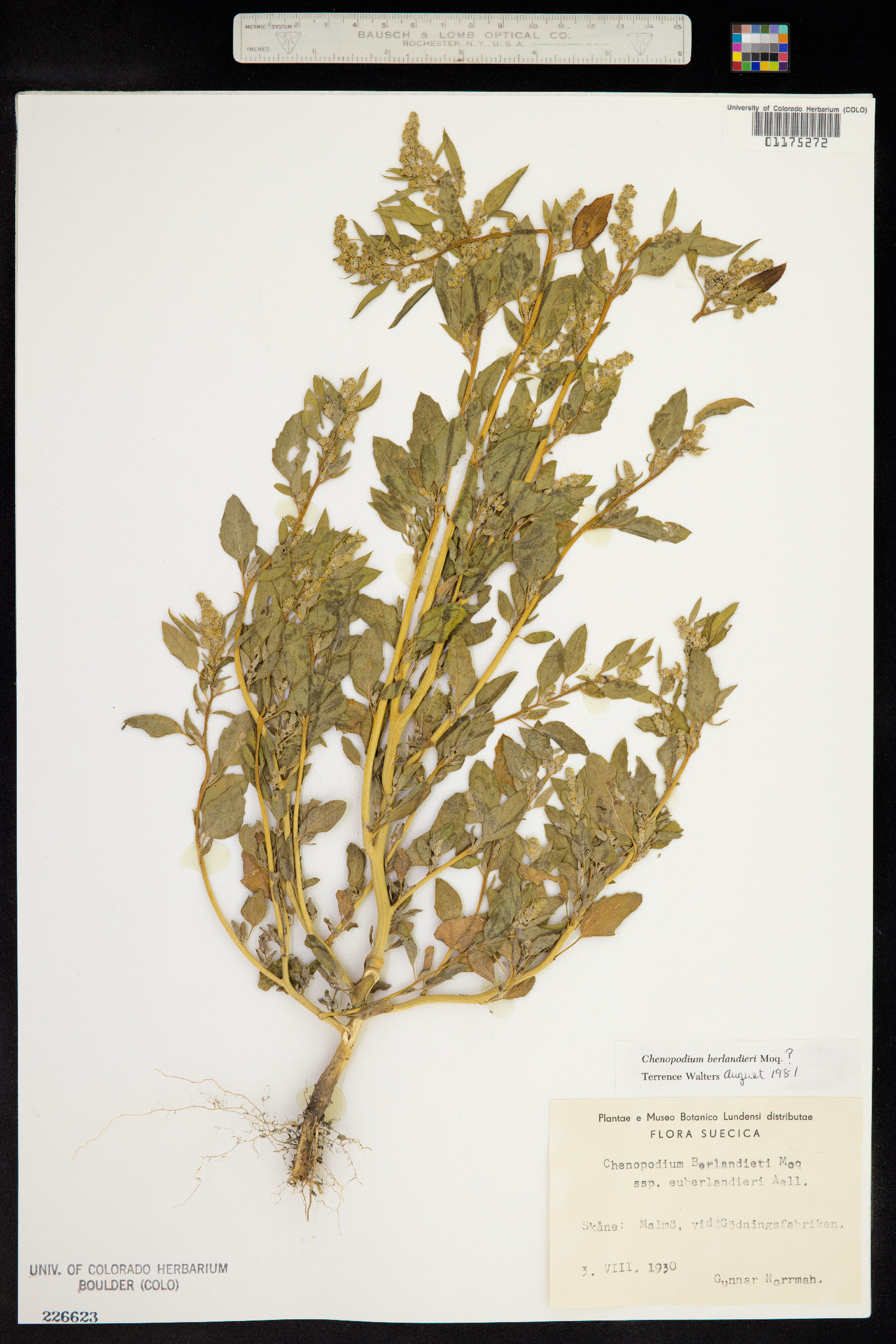 Chenopodium berlandieri image