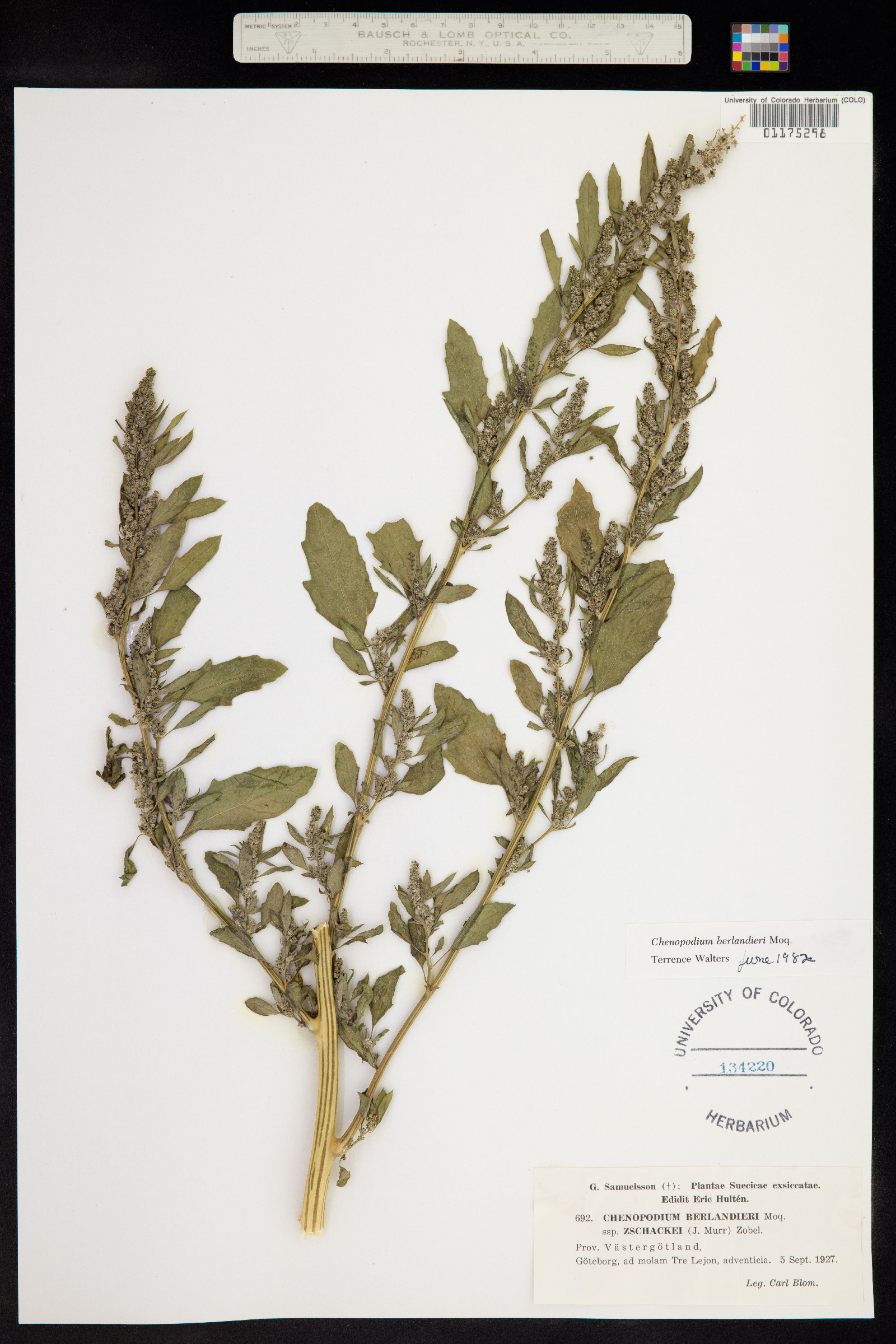 Chenopodium berlandieri image