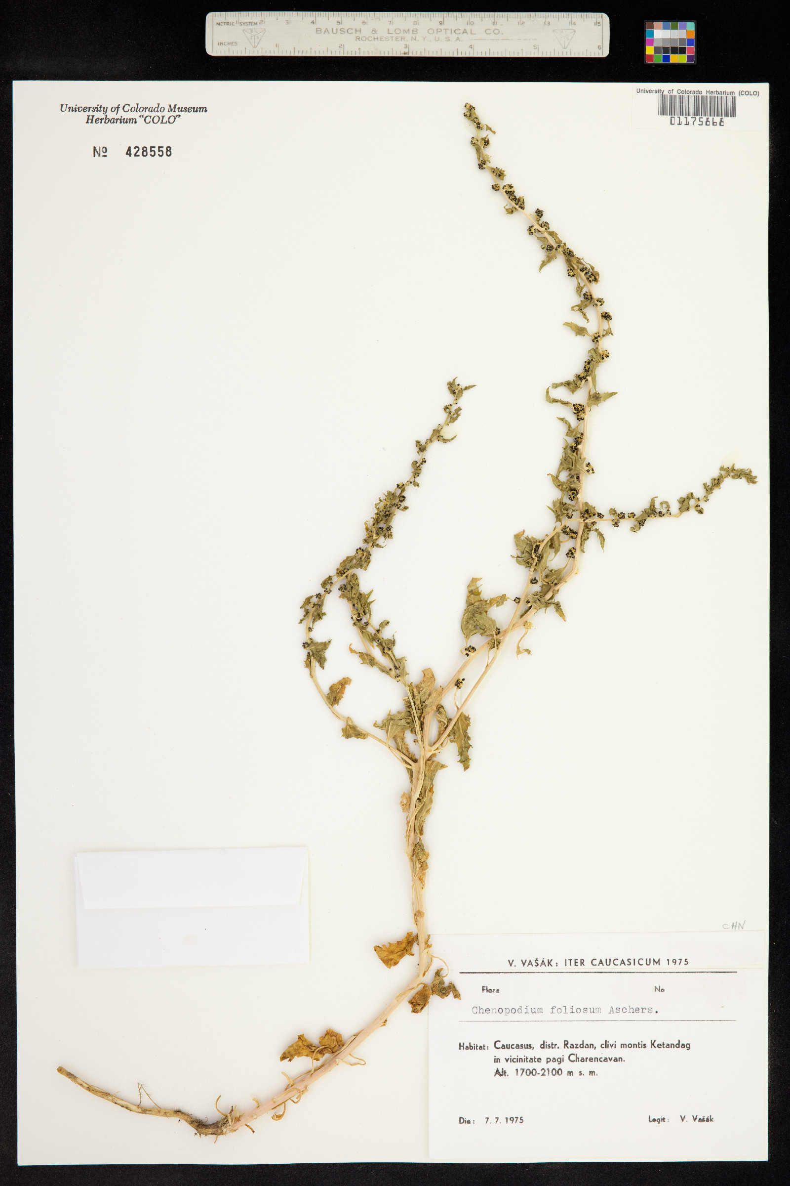 Chenopodium foliosum image