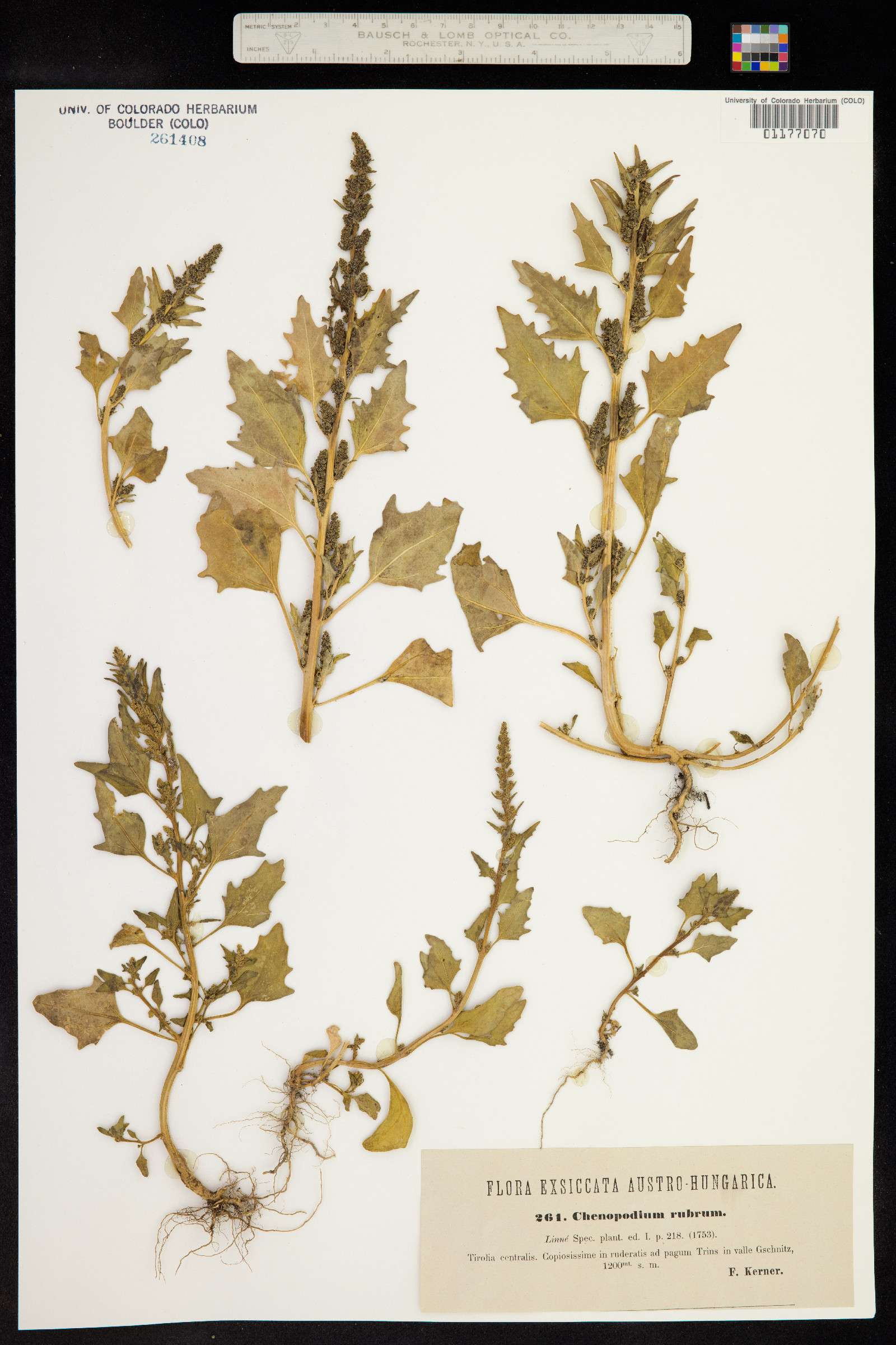 Oxybasis rubra image