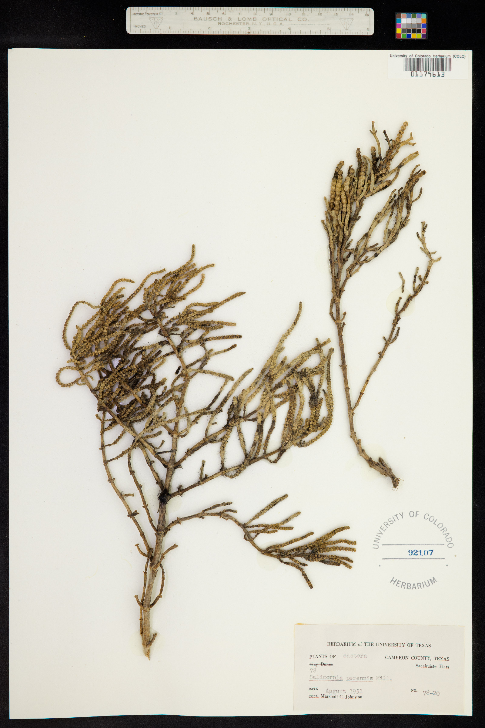 Salicornia image