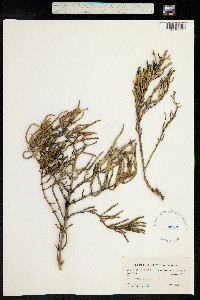 Sarcocornia perennis image