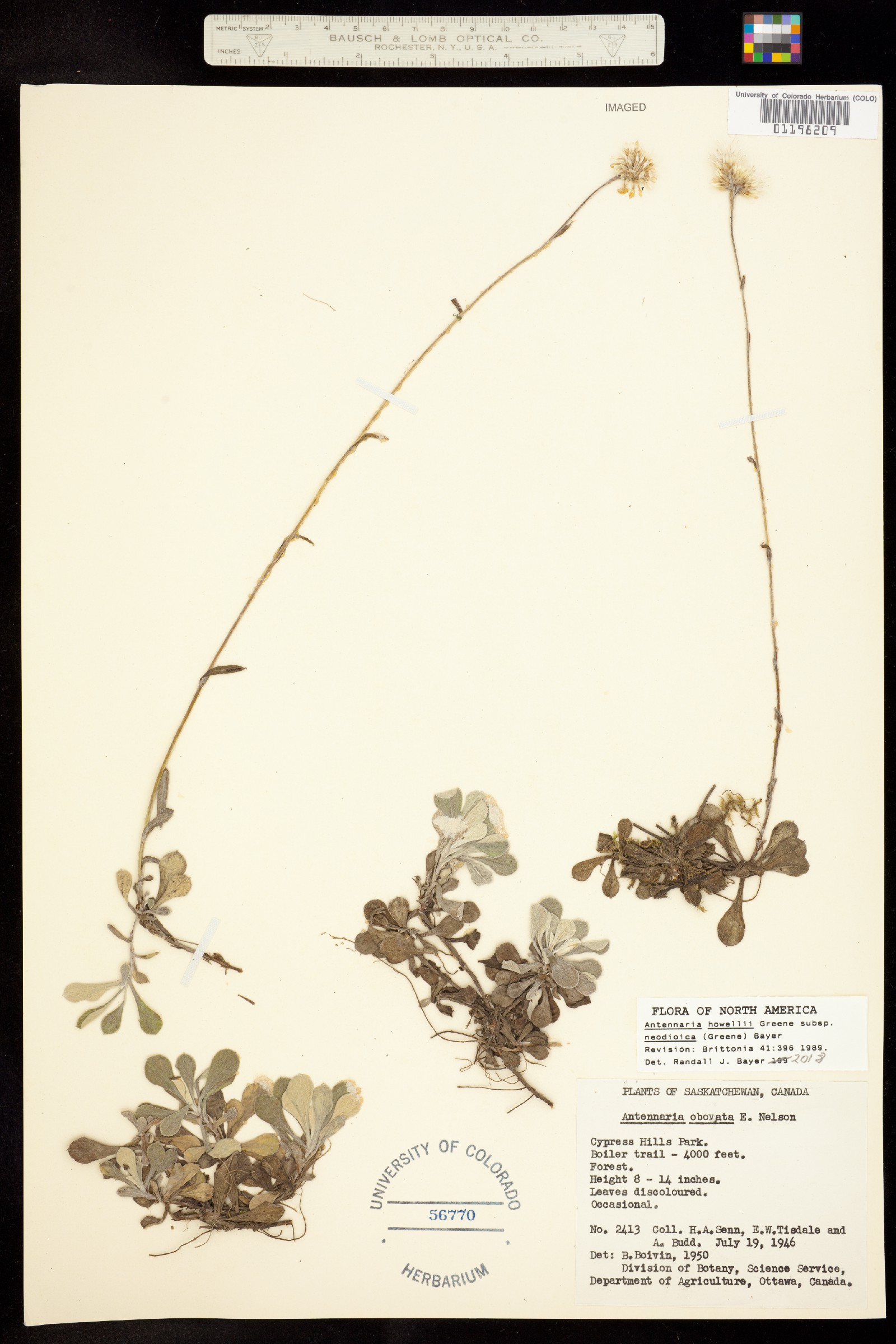 Antennaria howellii ssp. neodioica image