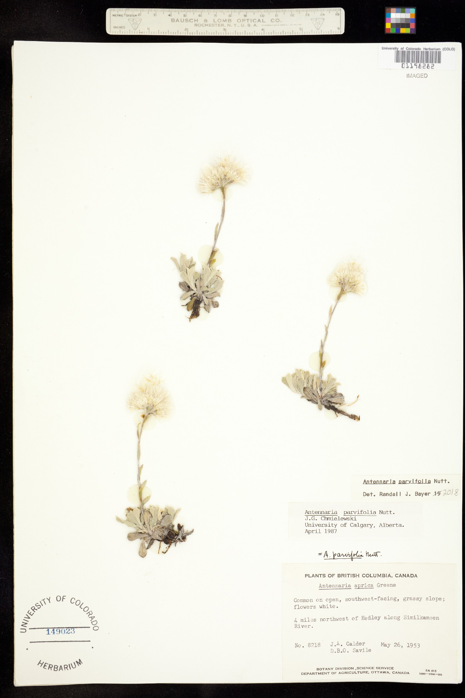 Antennaria parvifolia image