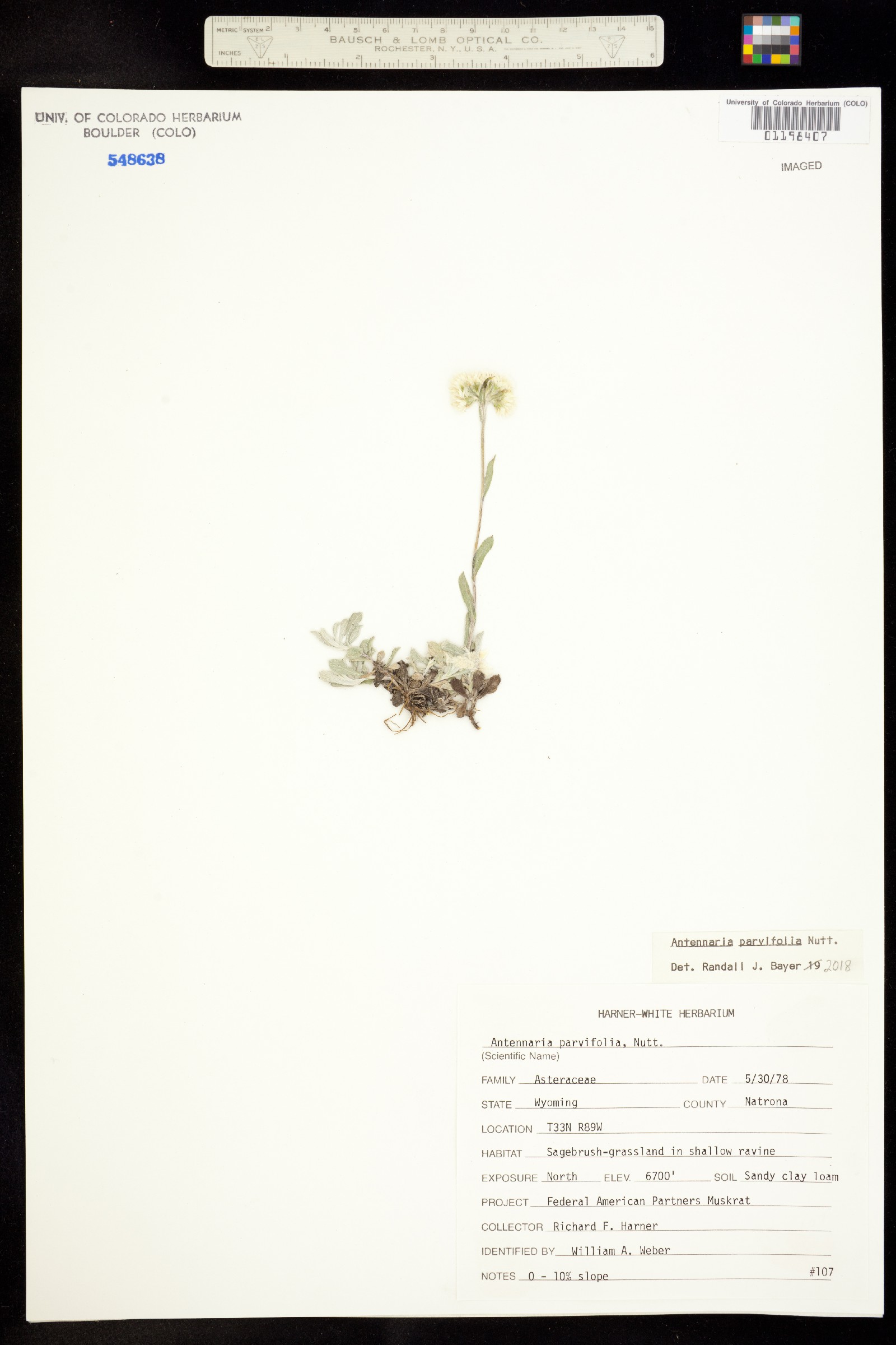 Antennaria parvifolia image