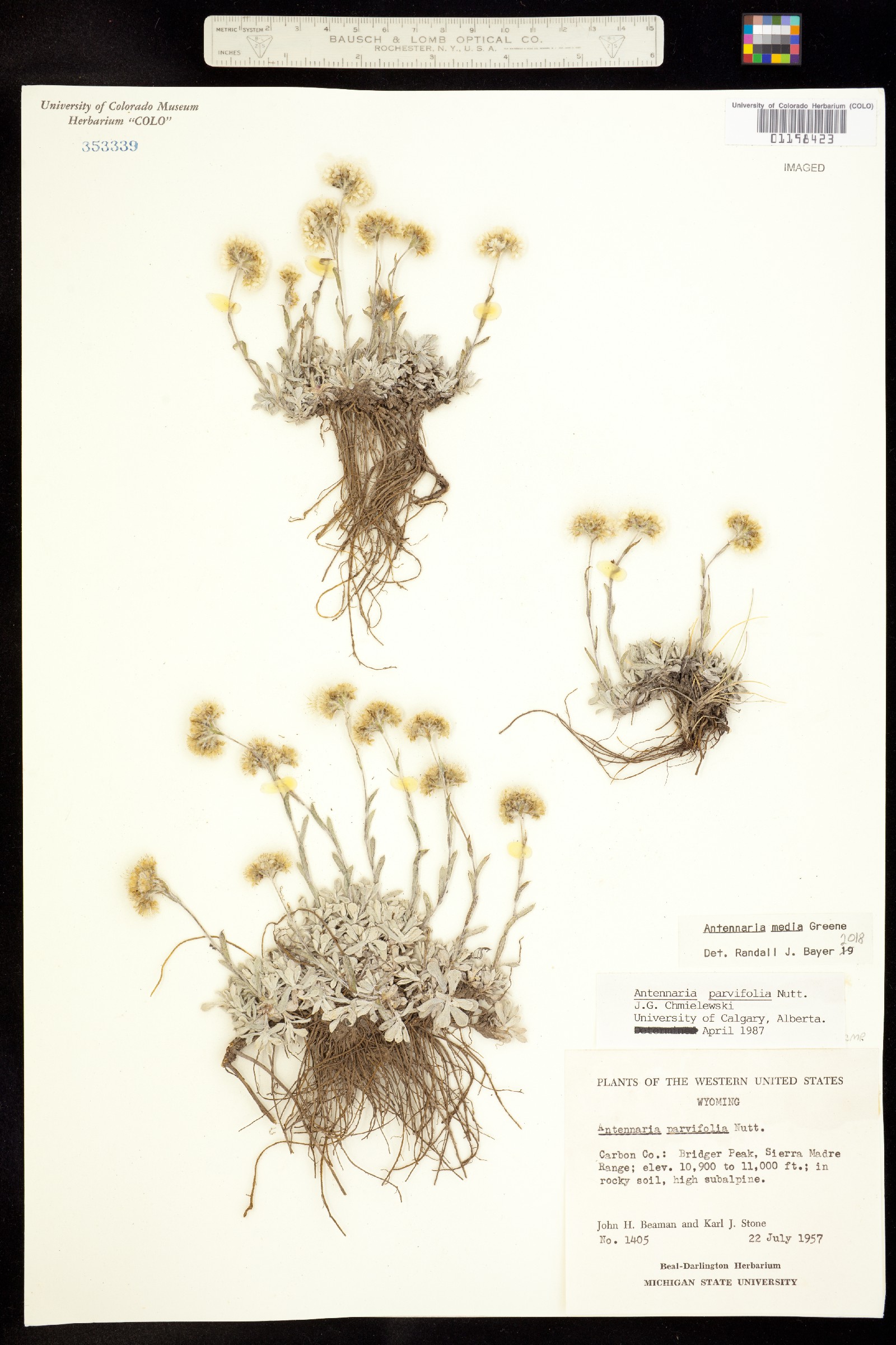 Antennaria media image