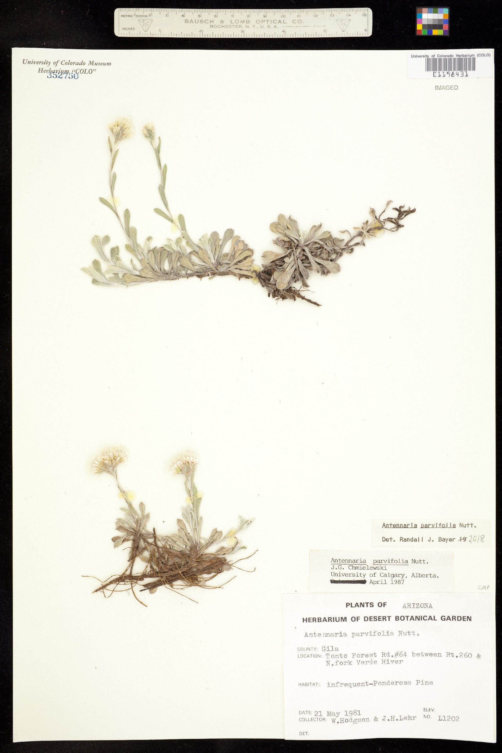 Antennaria parvifolia image