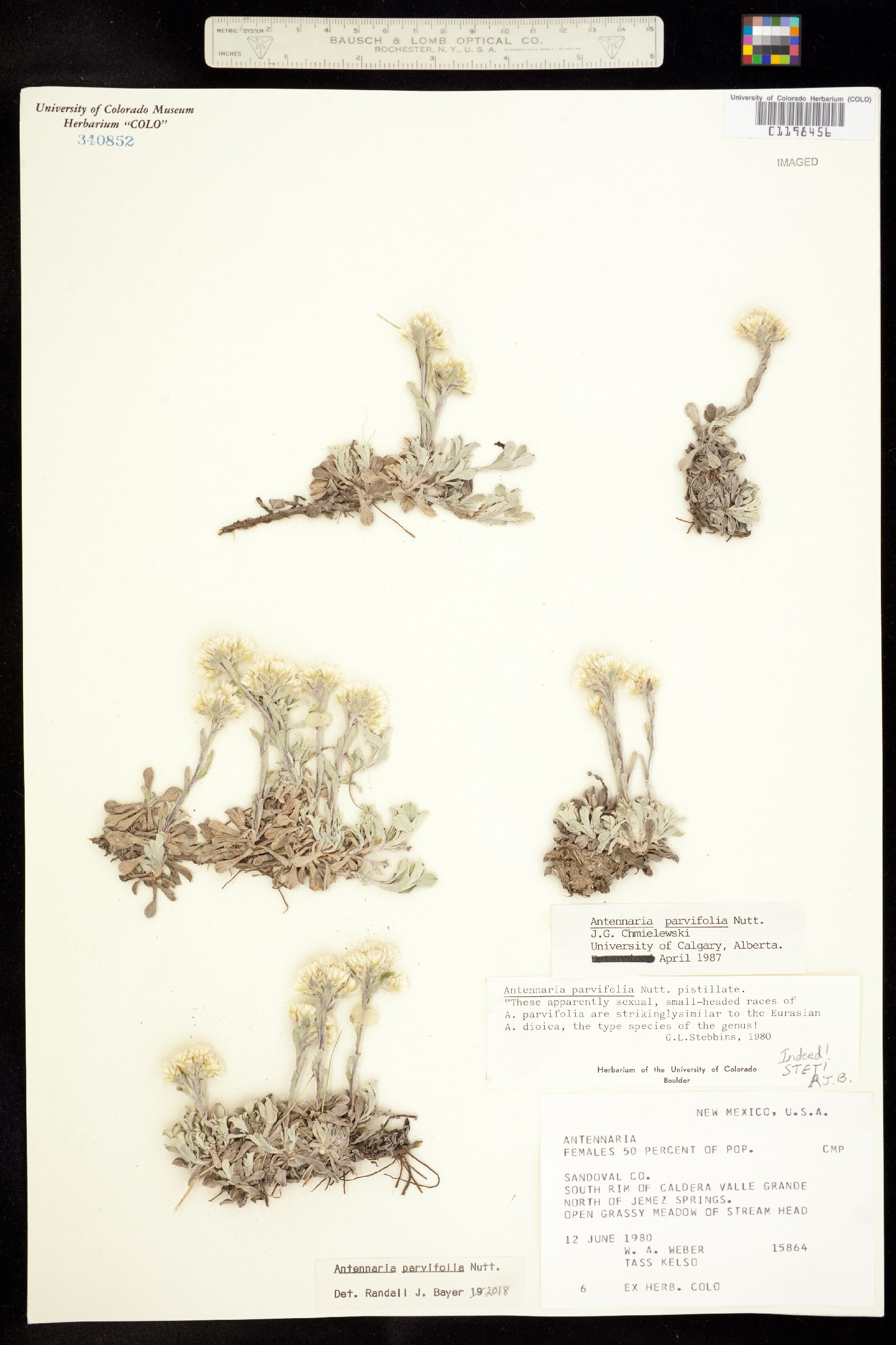 Antennaria parvifolia image