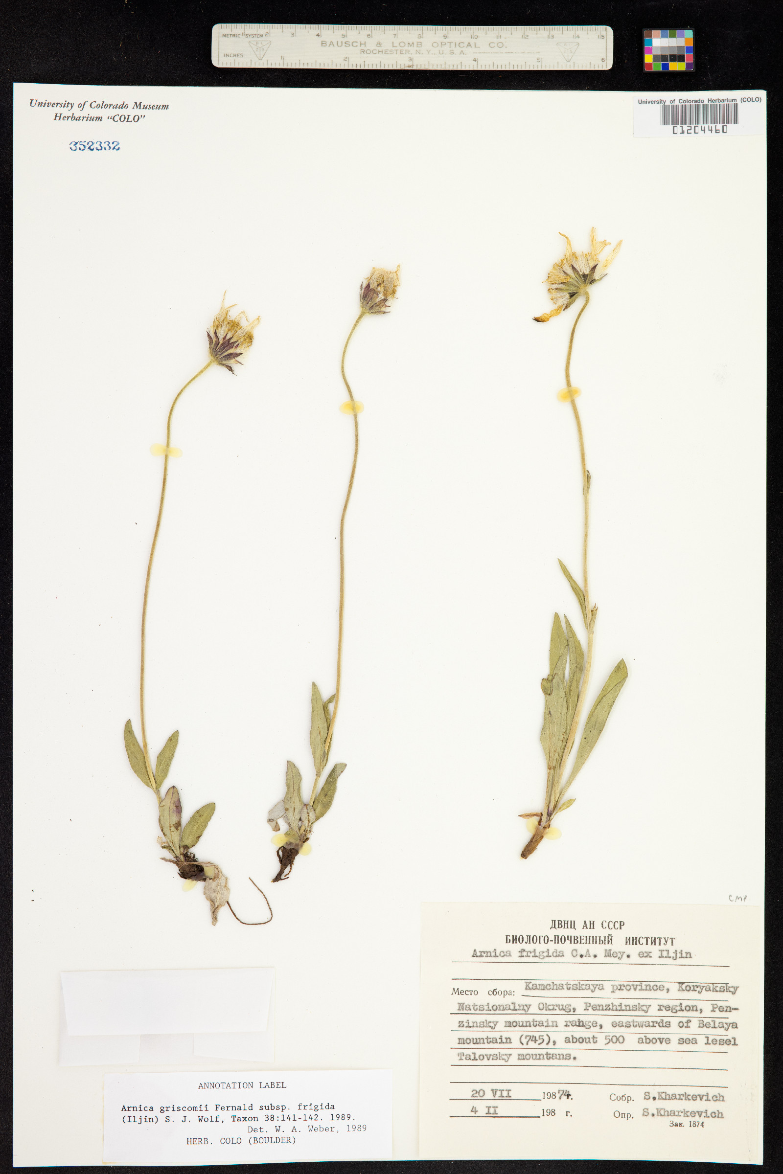 Arnica griscomii image