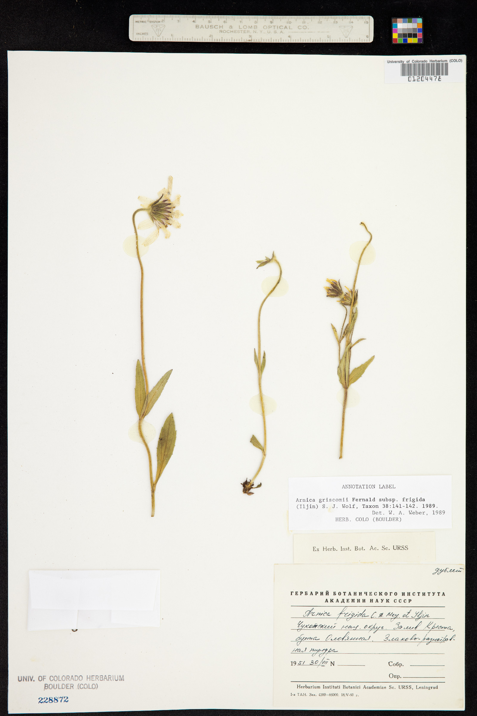 Arnica griscomii image