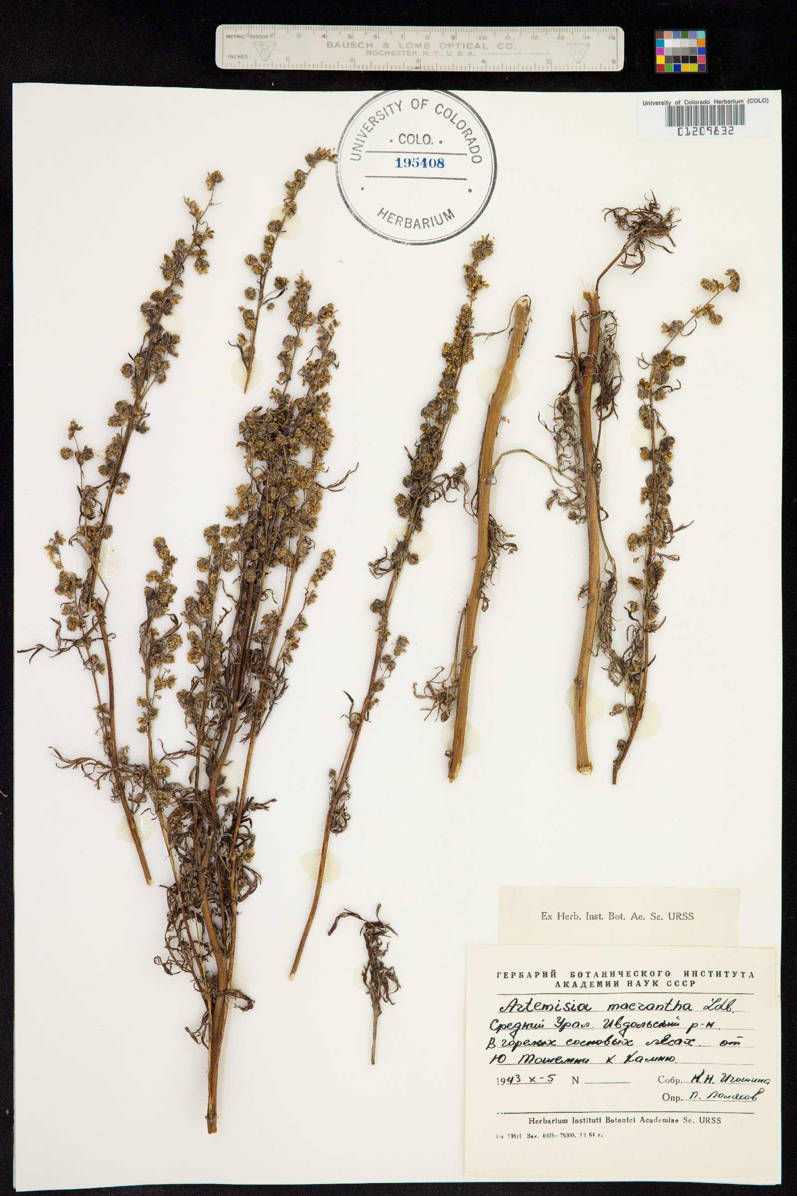 Artemisia macrantha image