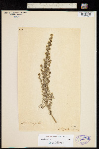 Image of Artemisia maritima