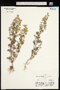 Artemisia macrocephala image