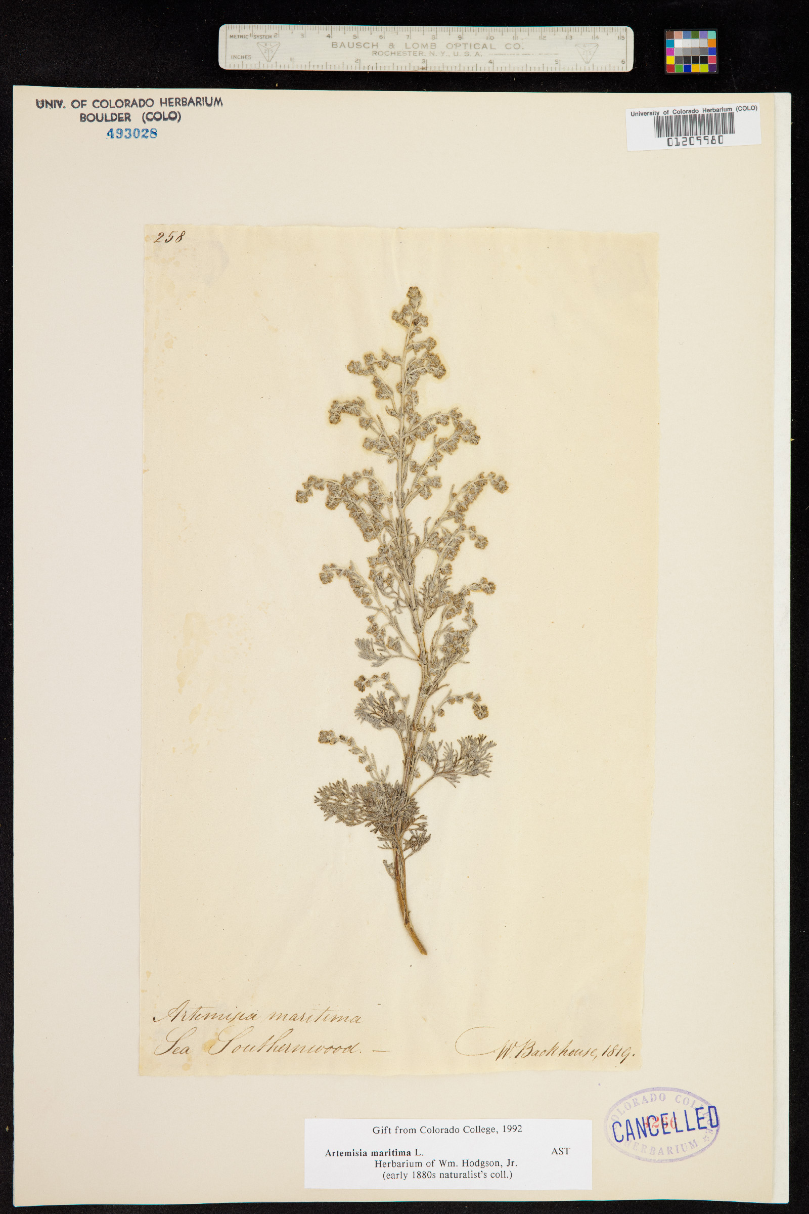 Artemisia maritima image