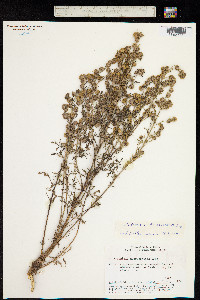 Artemisia macrocephala image