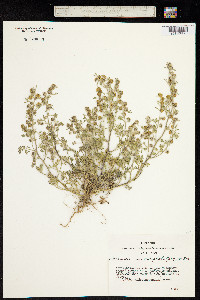 Artemisia macrocephala image