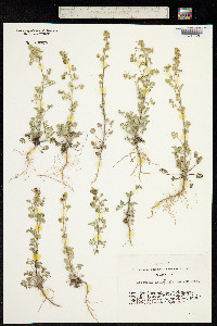 Artemisia macrocephala image