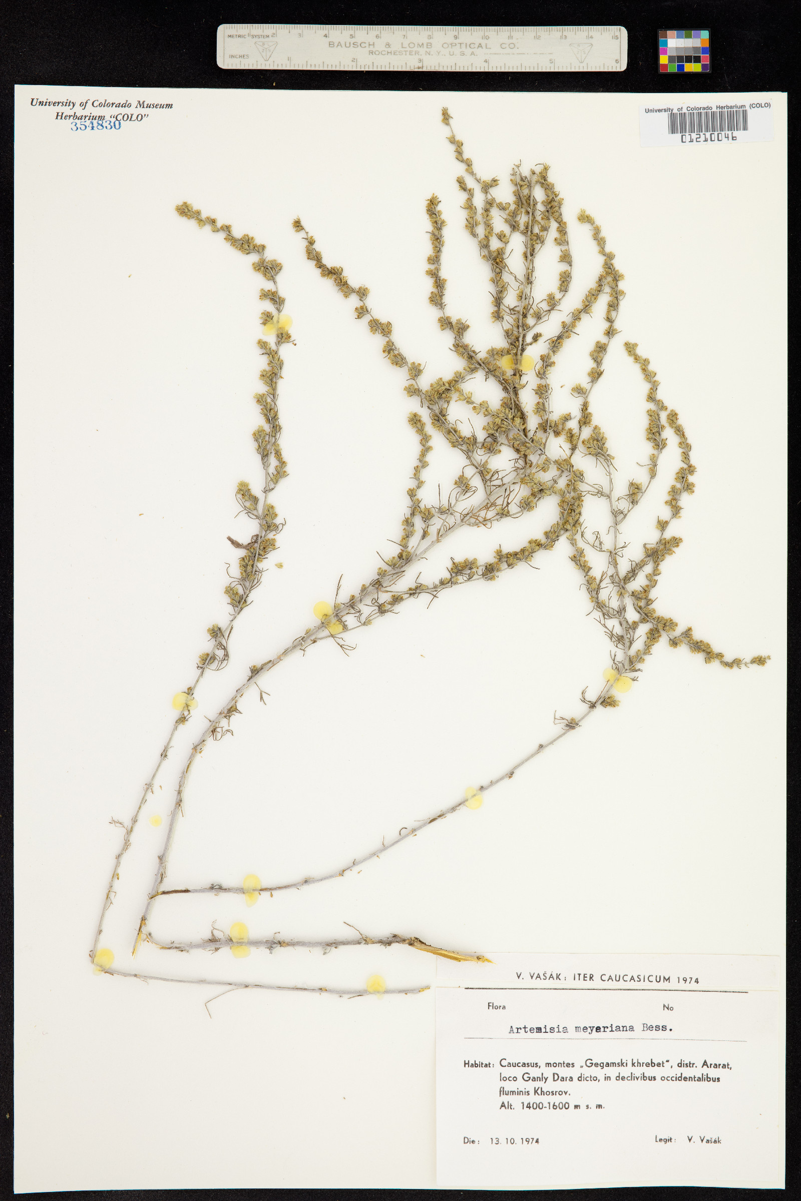 Artemisia lagopus subsp. lagopus image