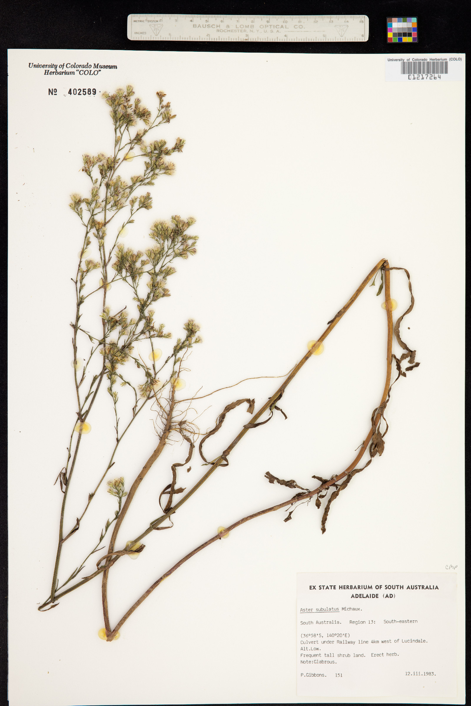 Symphyotrichum subulatum image