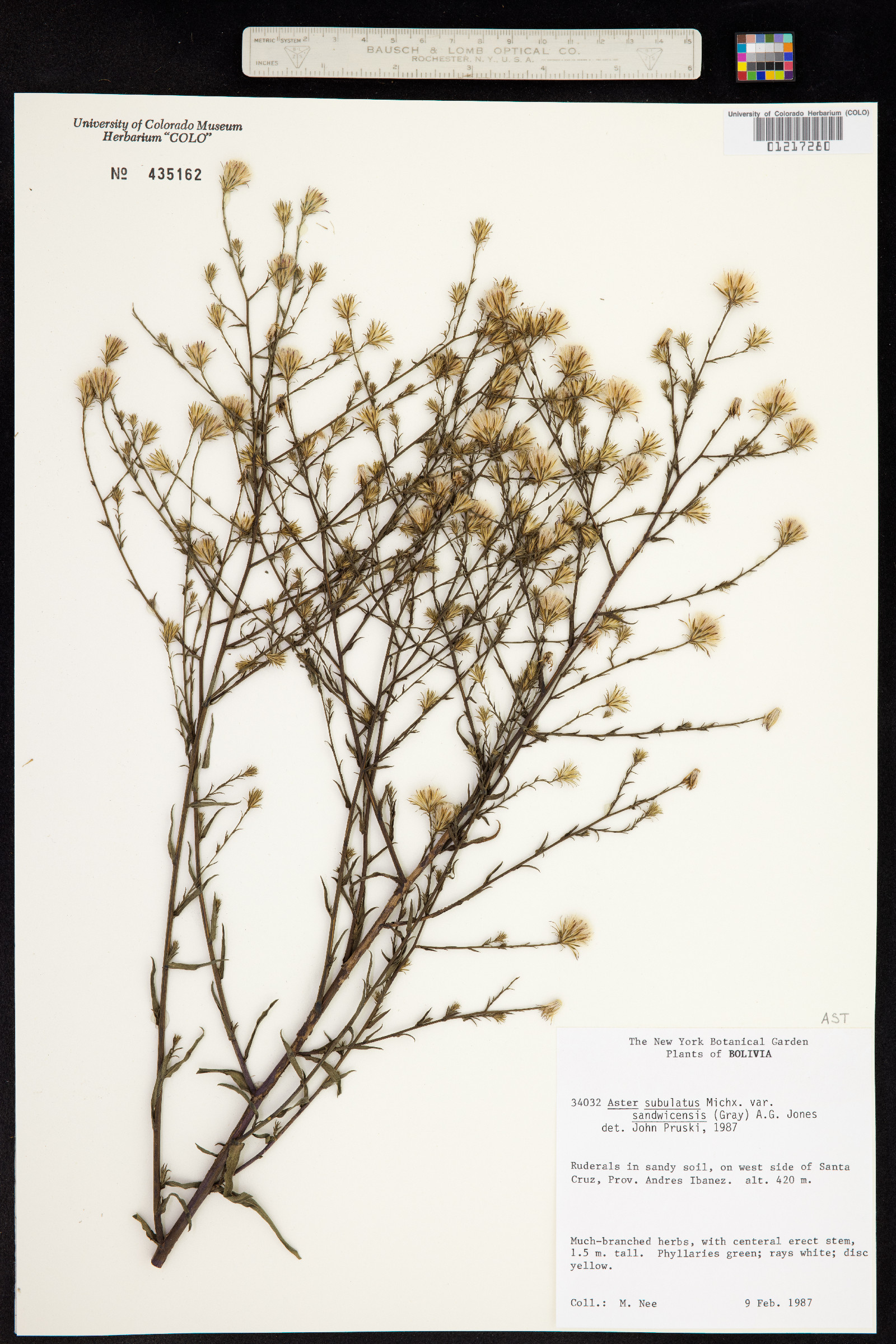 Symphyotrichum subulatum image
