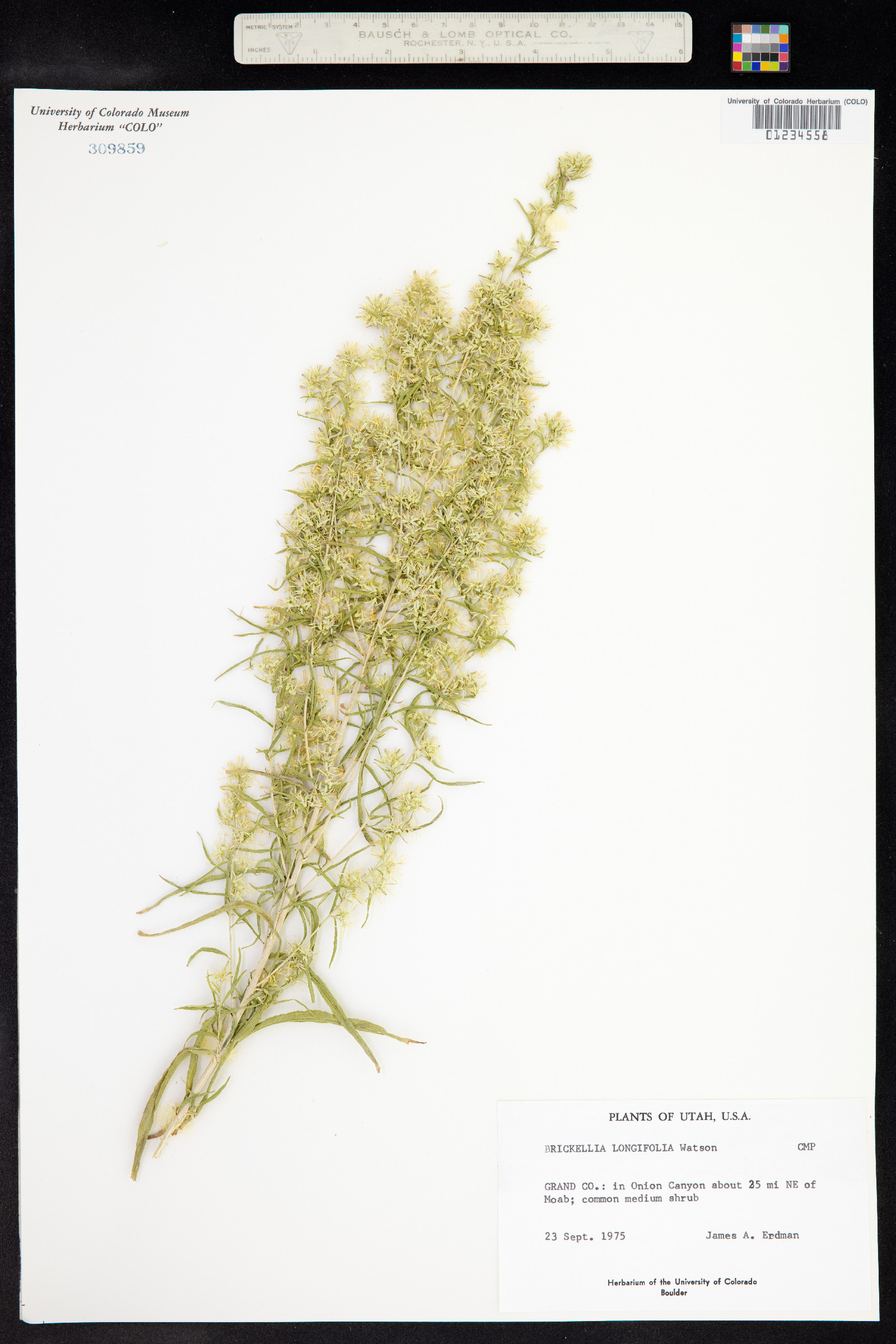 Brickellia longifolia image