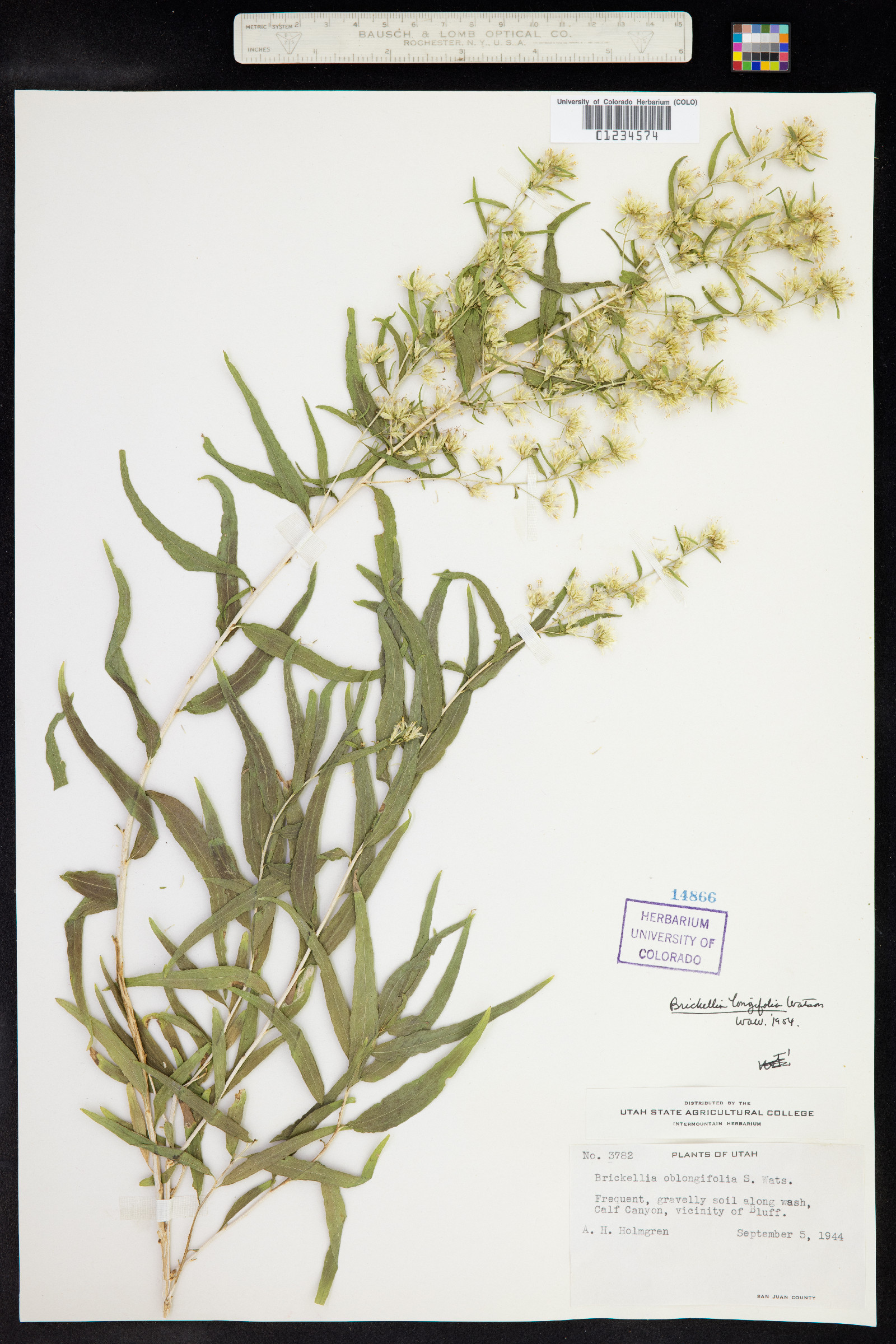 Brickellia longifolia image