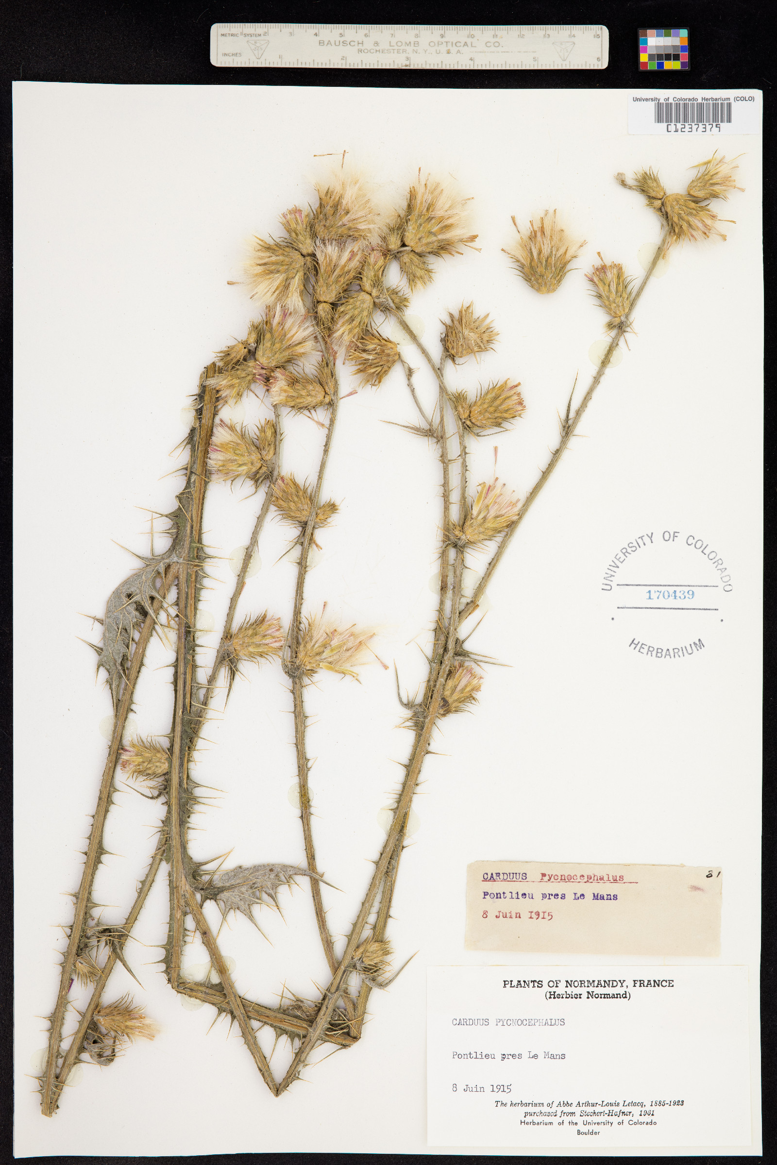 Carduus pycnocephalus image