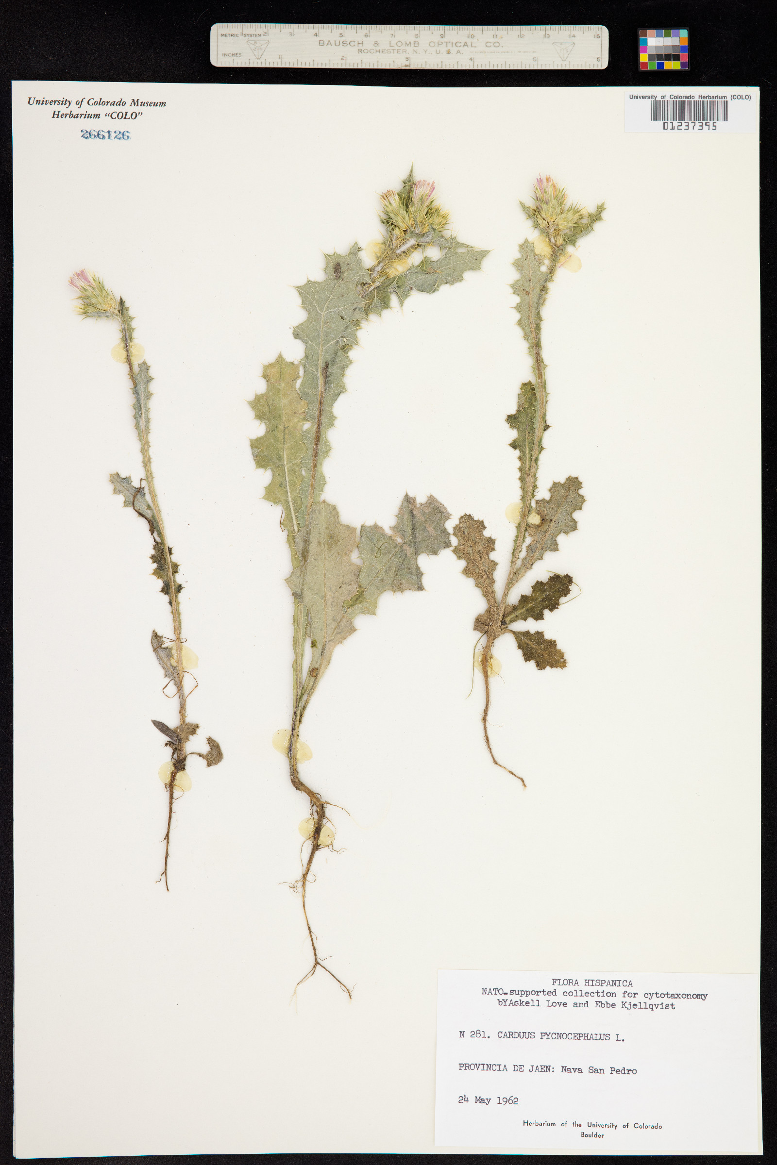 Carduus pycnocephalus image