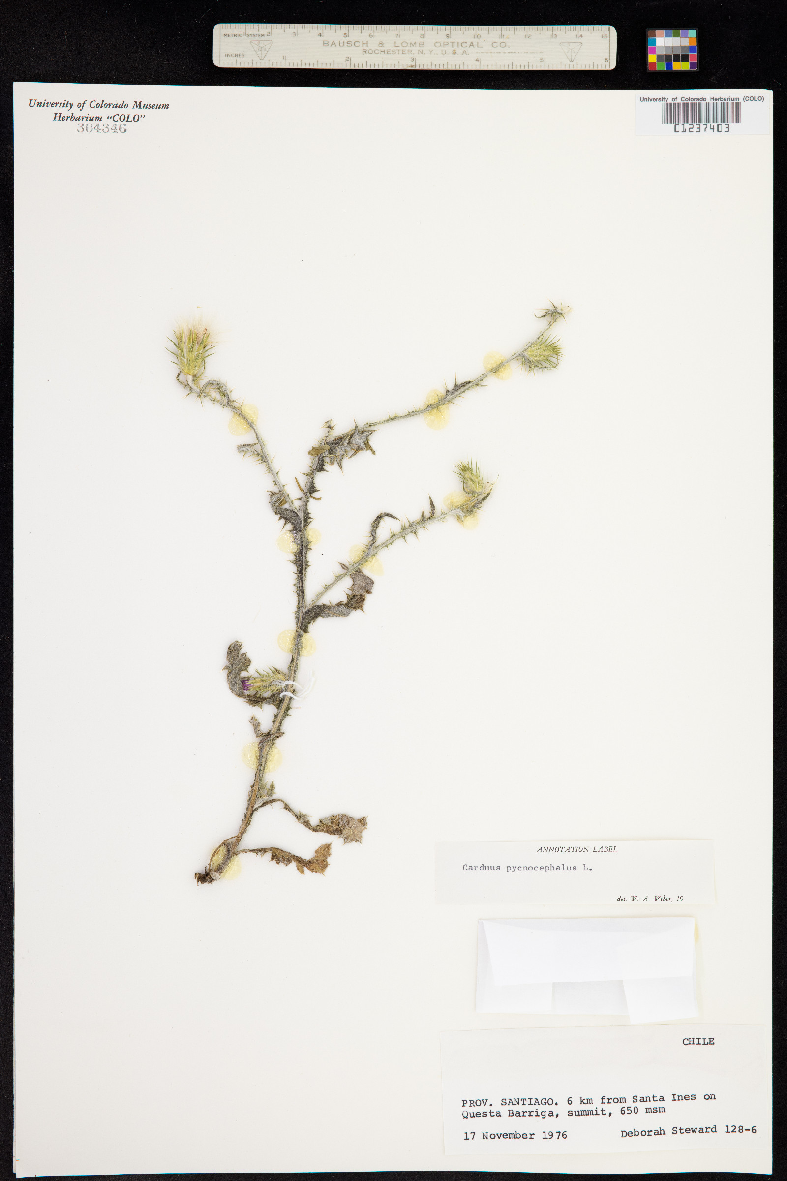Carduus pycnocephalus image