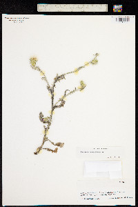 Image of Carduus pycnocephalus