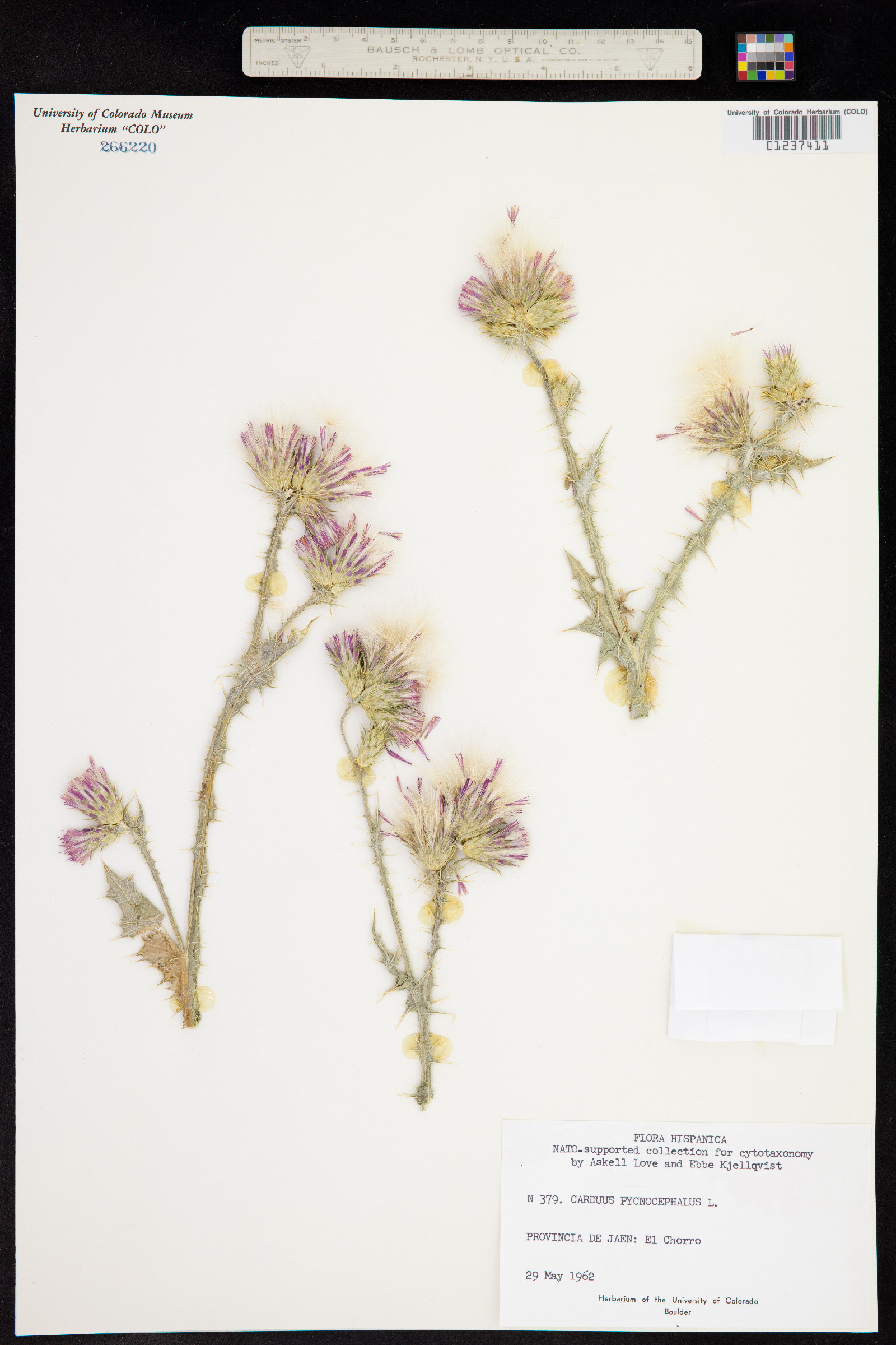 Carduus pycnocephalus image