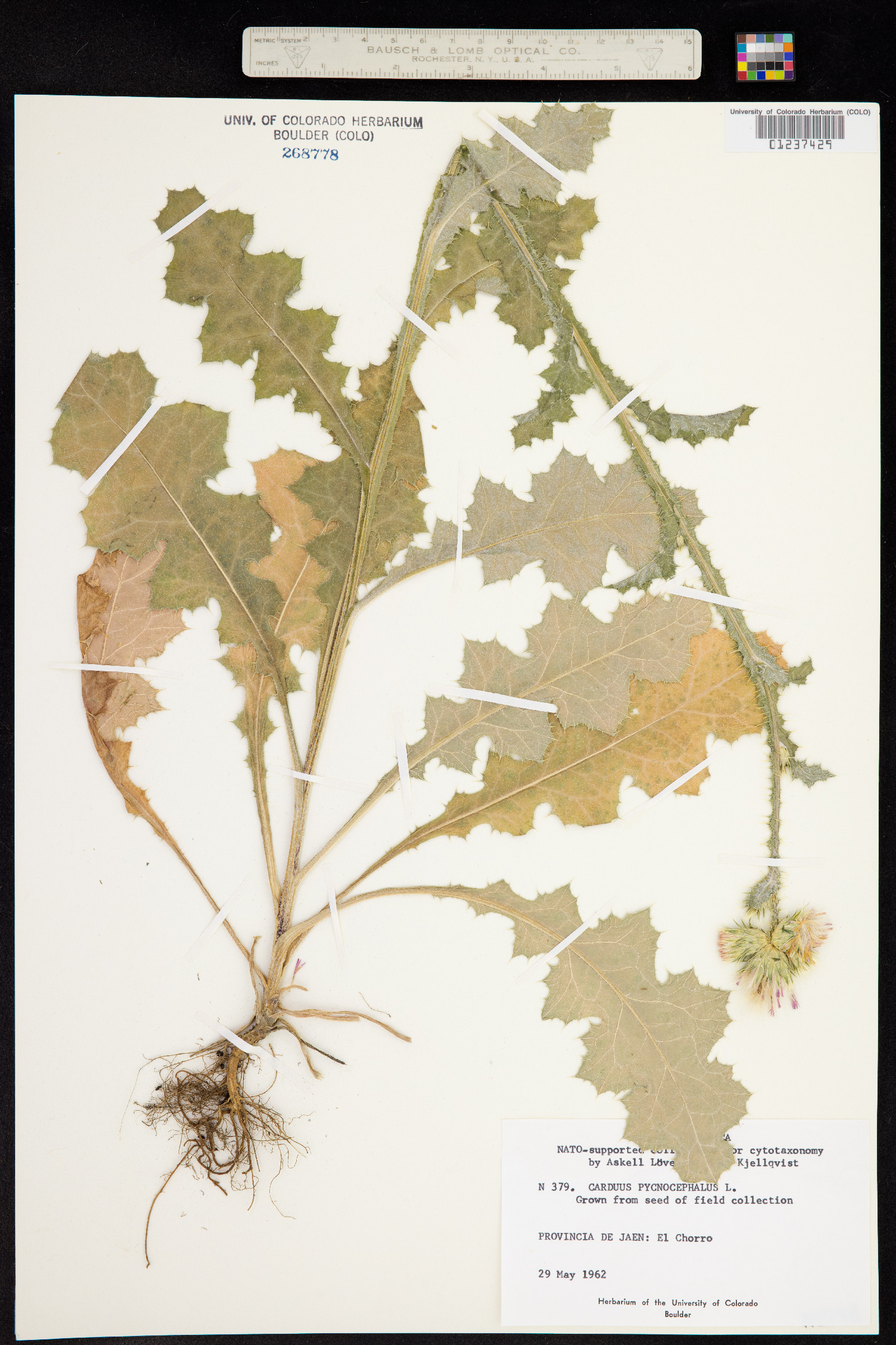 Carduus pycnocephalus image