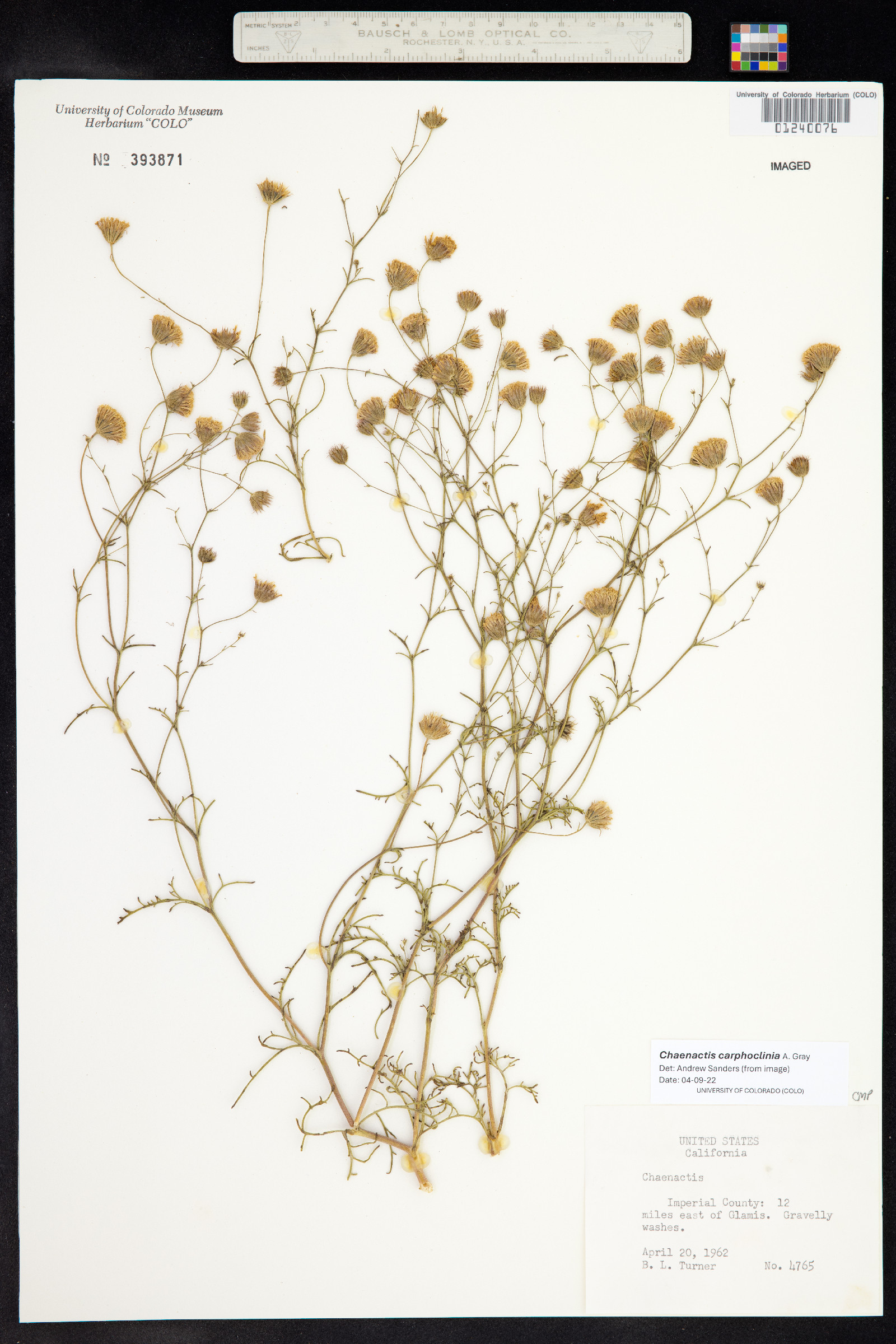 Chaenactis carphoclinia image