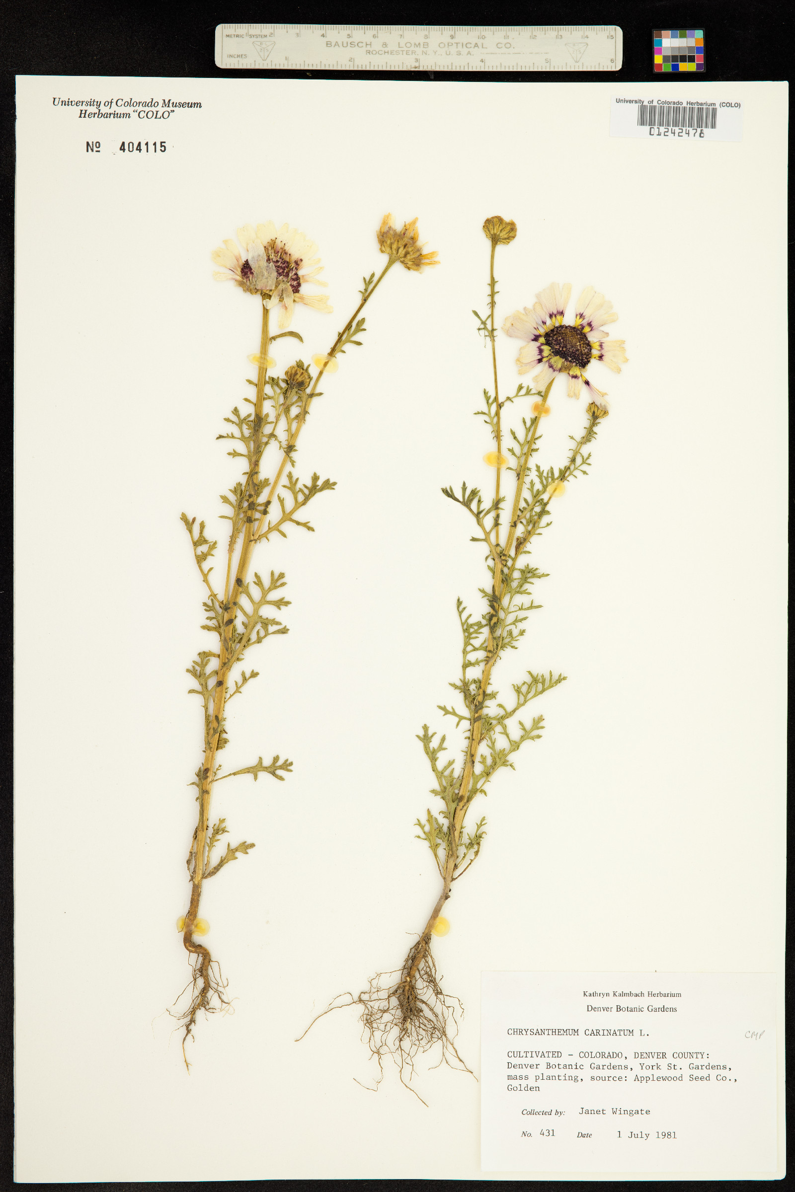 Chrysanthemum carinatum image